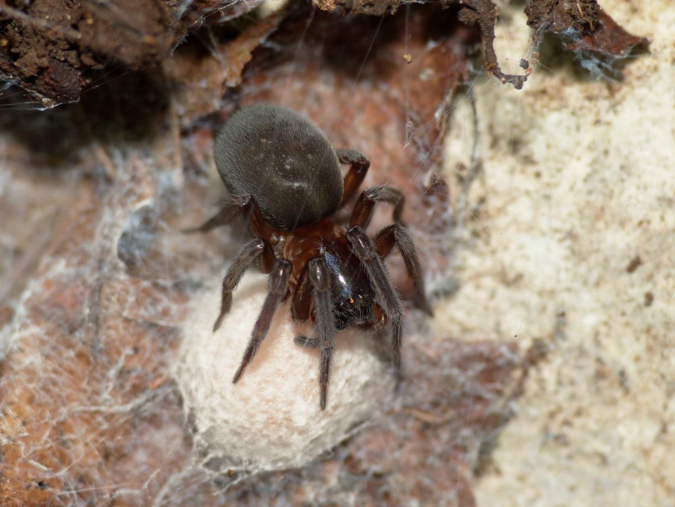 Amaurobius ferox - Monte Gennaro (RM)